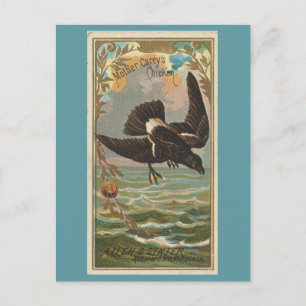 Mother Carey's Chicken Postcard