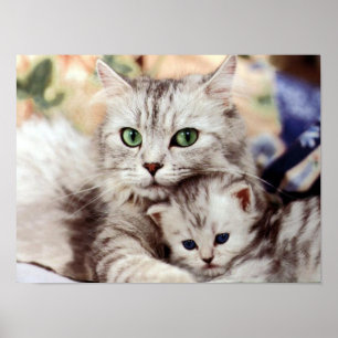 Mother Cat & Kitten Poster