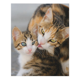 Mother Cat Loves Cute Baby Kitten Animal Pet Photo Faux Canvas Print
