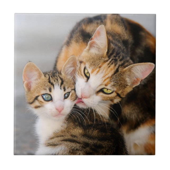 Mother Cat Loves Cute Kitten, Ceramic Tile (Front)