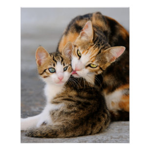 Mother Cat Loves Cute Kitten, Photo Poster