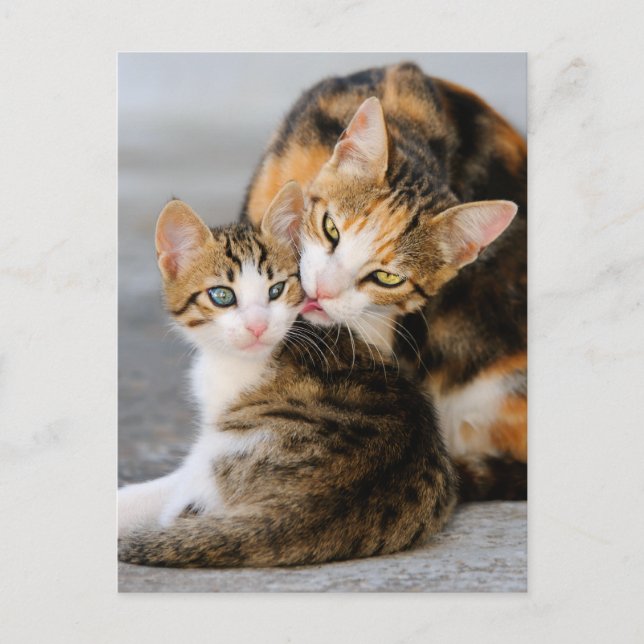 Mother cat loves cute kitten postcard (Front)