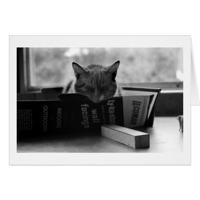 mother cat sleeping (Front Horizontal)