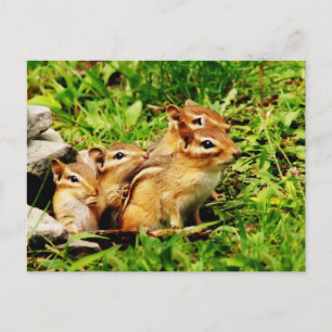 mother chipmunk and babies postcard