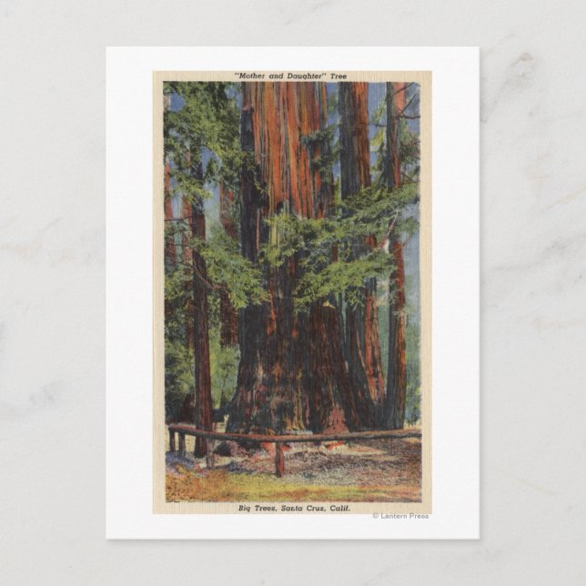 "Mother" & "Daughter" at Big Trees Park Postcard (Front)