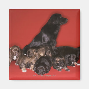 Mother dog with puppies magnet