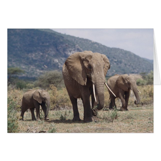 Mother elephant walking with elephant calf (Front Horizontal)