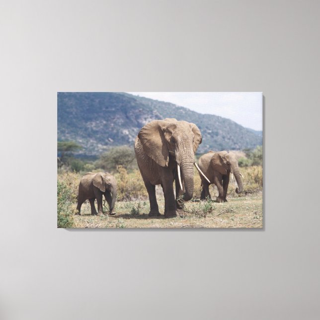 Mother elephant walking with elephant calf canvas print (Front)