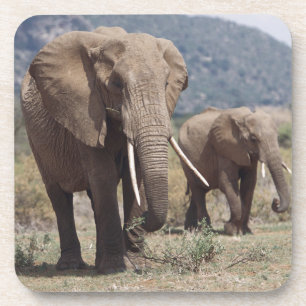 Mother elephant walking with elephant calf coaster