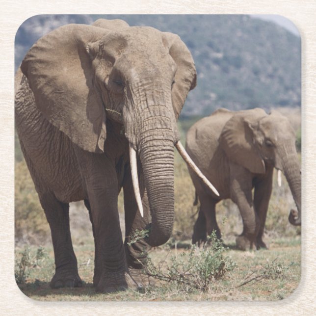 Mother elephant walking with elephant calf square paper coaster (Front)