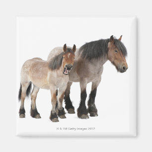 Mother & Foal Belgian Horse Magnet