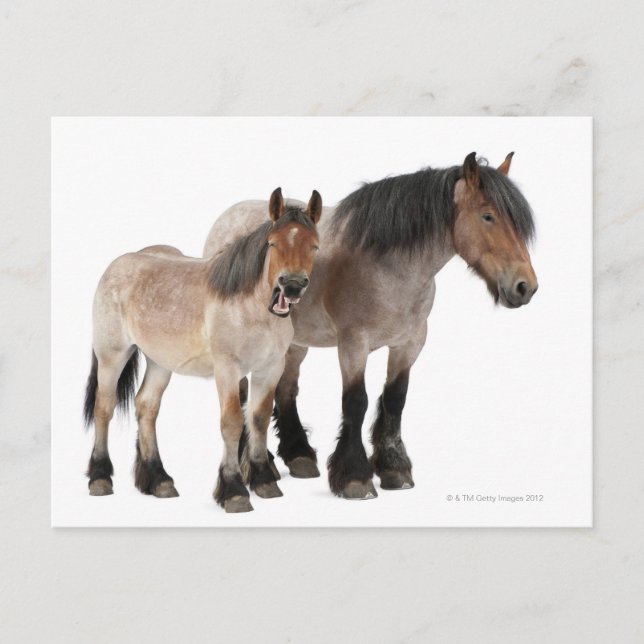 Mother & Foal Belgian Horse Postcard (Front)