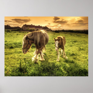 Mother & Foal Horse Poster