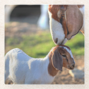 Mother Goat & Baby Glass Coaster