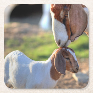 Mother Goat & Baby Square Paper Coaster