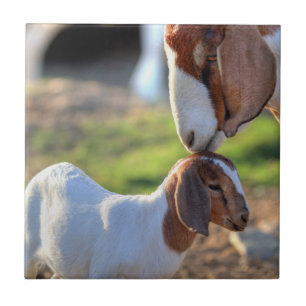 Mother goat kissing her baby on head. tile