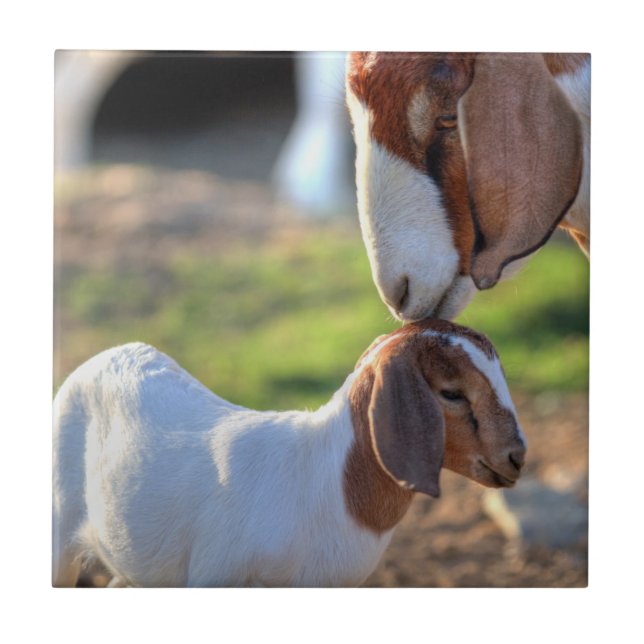 Mother goat kissing her baby on head. tile (Front)