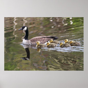 Mother Goose and Baby Geese Photo Poster