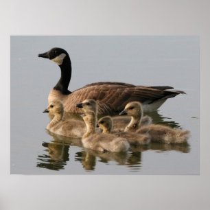 Mother Goose and Her Goslings Poster