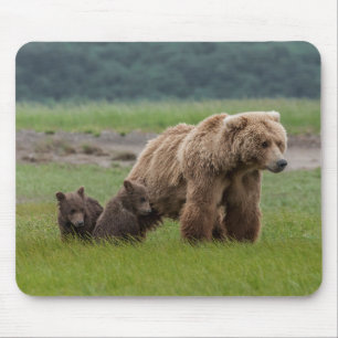 Mother Grizzly Bear with Twin Cubs Mouse Mat