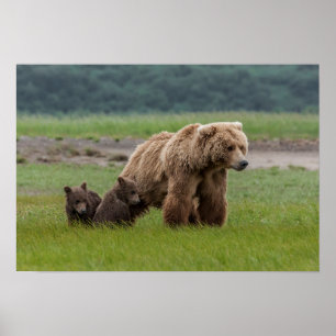 Mother Grizzly Bear with Twin Cubs Poster
