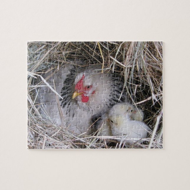 Mother Hen with New Chicks Jigsaw Puzzle (Horizontal)
