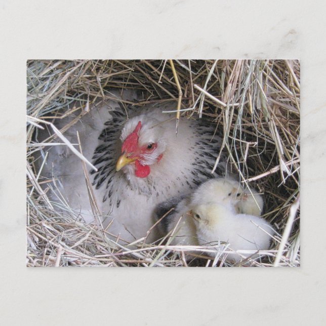 Mother Hen with New Chicks Postcard (Front)