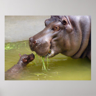 Mother Hippo with Baby Poster