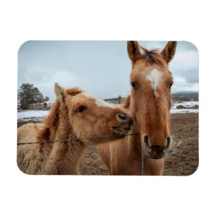 Mother Horse and Foal Magnet