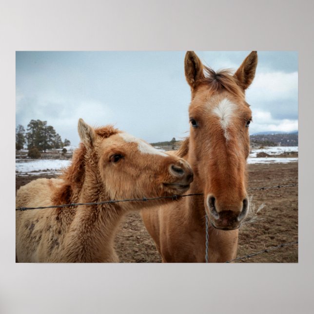 Mother Horse and Foal Poster (Front)
