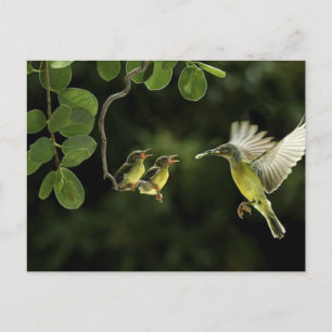 Mother Hummingbird Postcard