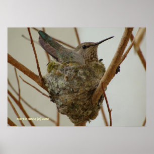 Mother Hummingbird Poster