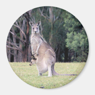 Mother Kangaroo with Baby Joey in Her Pouch Magnet