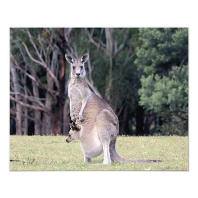 Mother Kangaroo with Baby Joey in Her Pouch Photo Print (Front)
