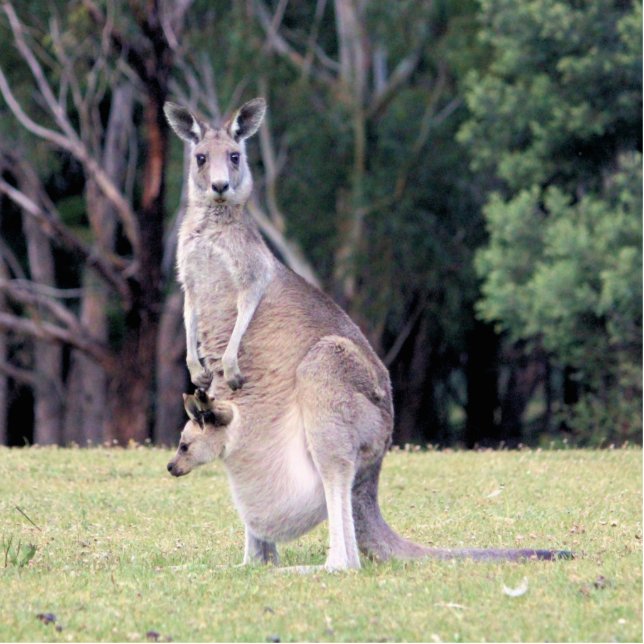 Mother Kangaroo with Baby Joey in Her Pouch Photo Sculpture Magnet (Front)