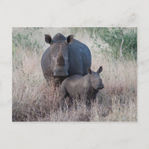 Mother Love - Rhino Style Postcard