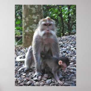 Mother Macaque and Baby Poster