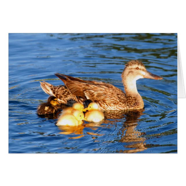 Mother mallard with her duckllings (Front Horizontal)