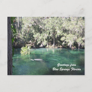 Mother Manatee with calf Blue Springs Personalise Postcard