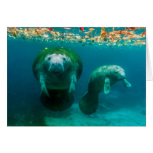 Mother manatee with her calf in Crystal River