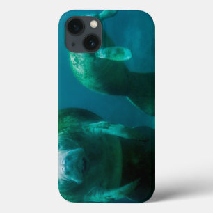 Mother manatee with her calf in Crystal River iPhone 13 Case