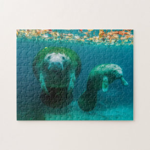 Mother manatee with her calf in Crystal River Jigsaw Puzzle