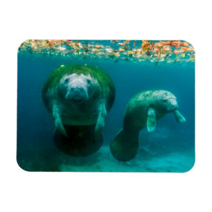 Mother manatee with her calf in Crystal River Magnet
