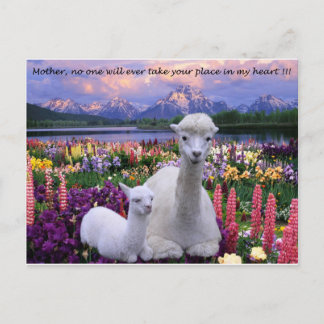 Mother no one will ever take your place in my hear postcard