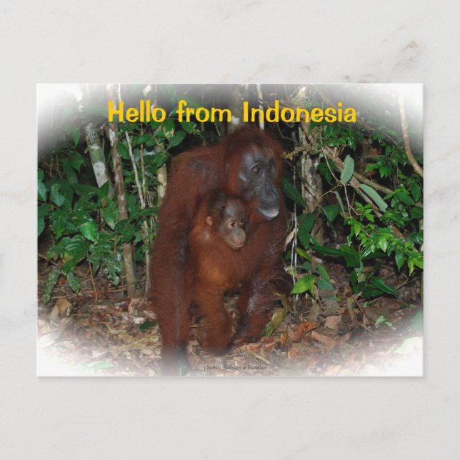 Mother Orangutan and Baby in Nature Postcard (Front)
