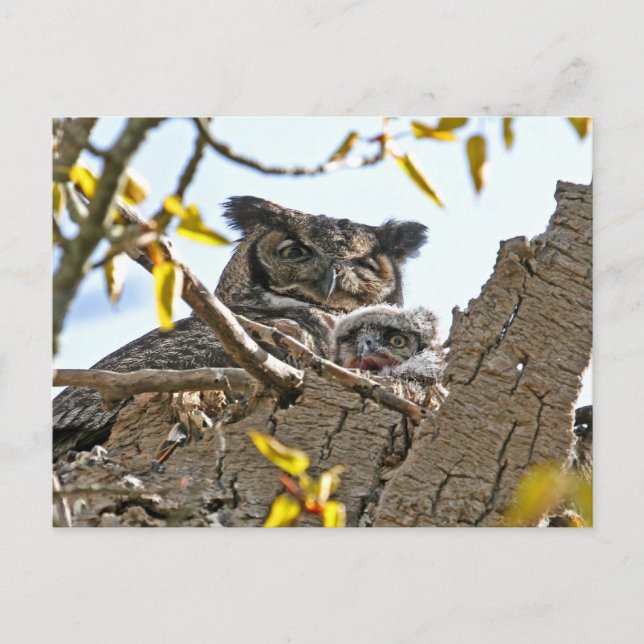 Mother Owl and Baby in Nest Postcard (Front)