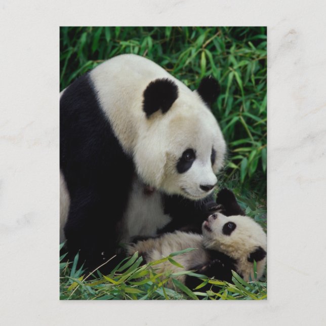 Mother panda and baby in the bamboo bush, Wolong Postcard (Front)