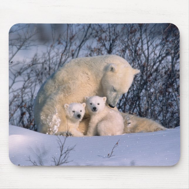 Mother Polar Bear Sitting with Twins, Mouse Mat (Front)