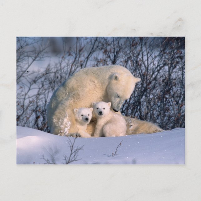Mother Polar Bear Sitting with Twins, Postcard (Front)