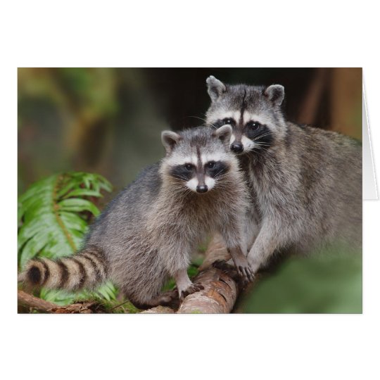 Mother Racoon with Youngster (Procyon lotor ) Card